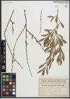 Foto von Salix purpurea L.